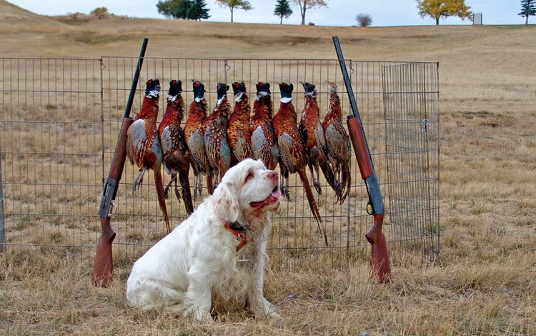 Un épagneul Clumber à la chasse