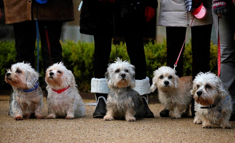 Spectacle de Dandie Dinmont Terrier