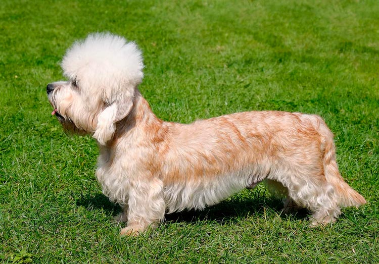 Dandie Dinmont Terrier