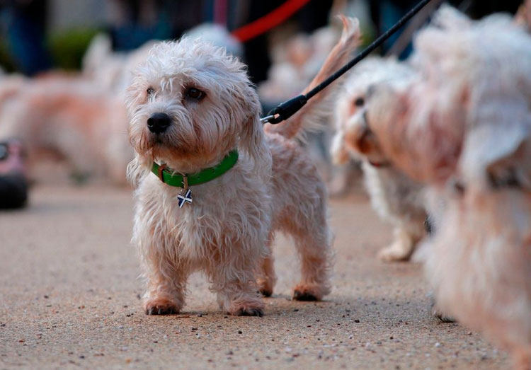 race de chien Dandie Dinmont Terrier