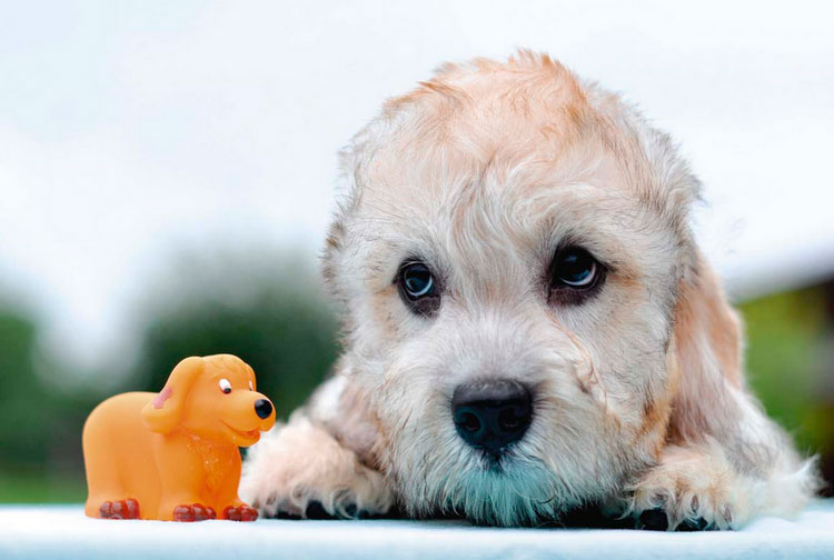 Chiot Dandie Dinmont Terrier