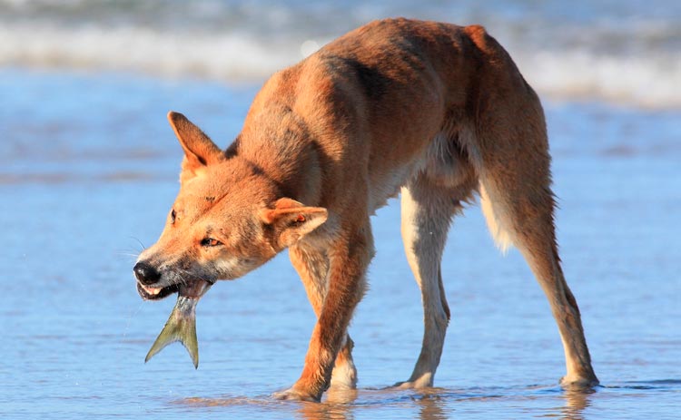 Le dingo, un chien sauvage, mange du poisson.