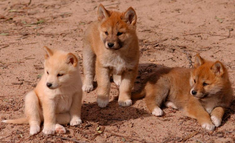 chiots dingos