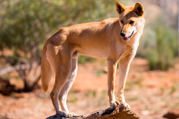 chien sauvage australien dingo