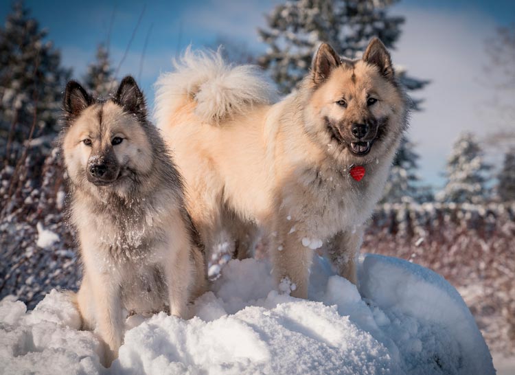 deux chiens eurasiers