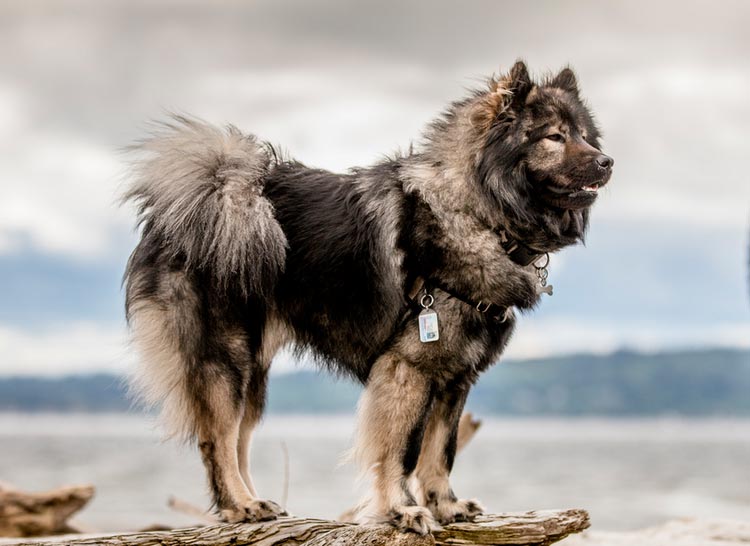 race de chien eurasier