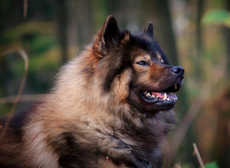 race de chien eurasier