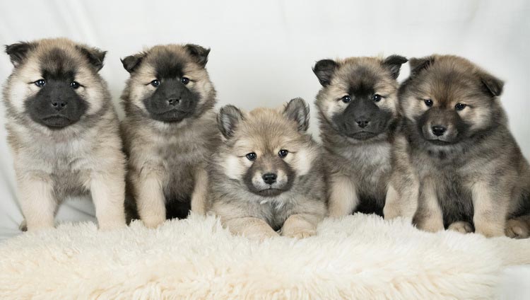 Chiots eurasiers de l'élevage