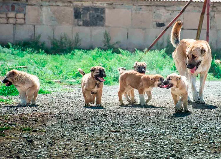 Chiots Gampra de l'élevage