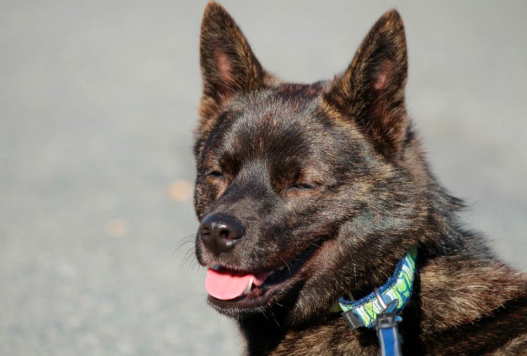 photo de race Kai Inu