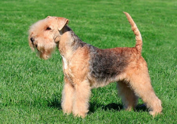 race de chien Lakeland Terrier