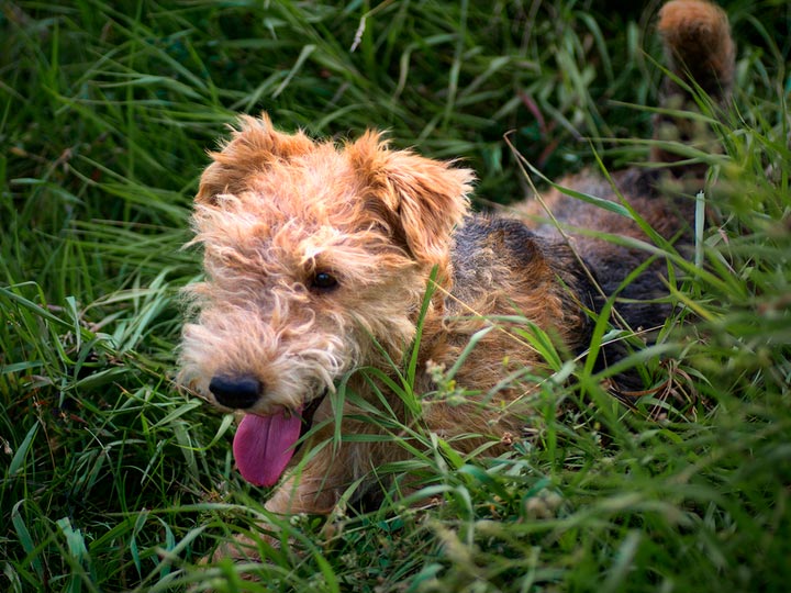 Laikland-tierier-3 chiot Lakeland Terrier