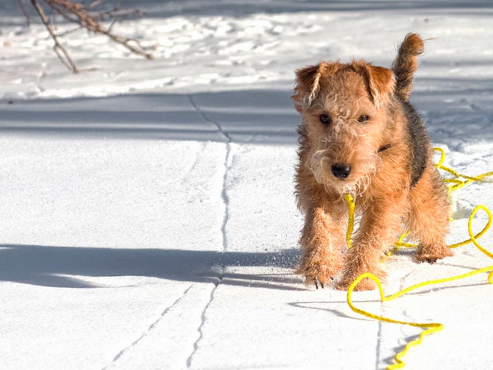 Laikland-tierier-8 Lakeland Terrier dans la neige
