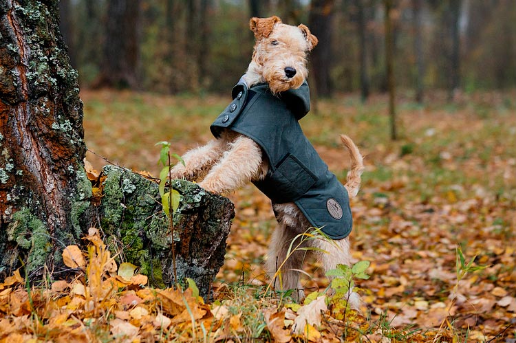 race de chien Lakeland Terrier