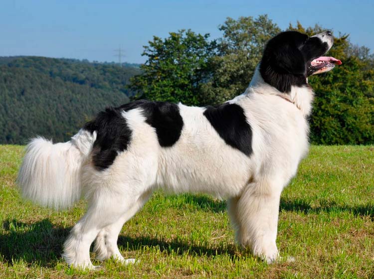 Chien Landseer