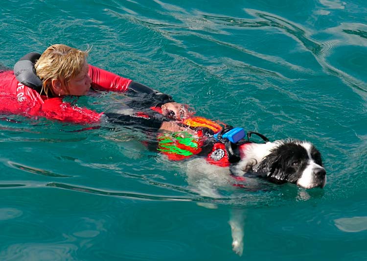 sauveteur de Landseer