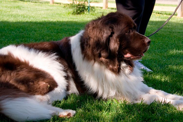 Landseer brun et blanc