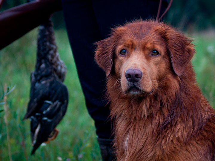 Récupérateur de Novoshotlandski-10 Chasse au Retriever à tolling de Nouvelle-Écosse