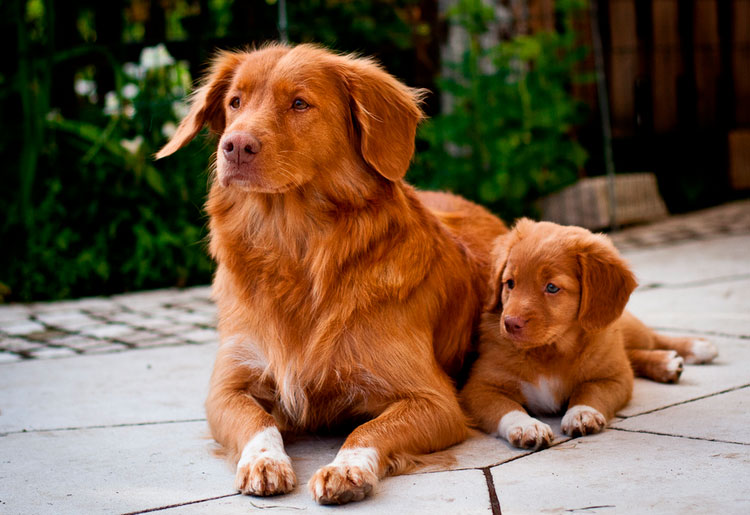 Retriever de la Nouvelle-Écosse avec un chiot