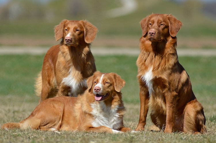 trois retrievers de Nouvelle-Écosse