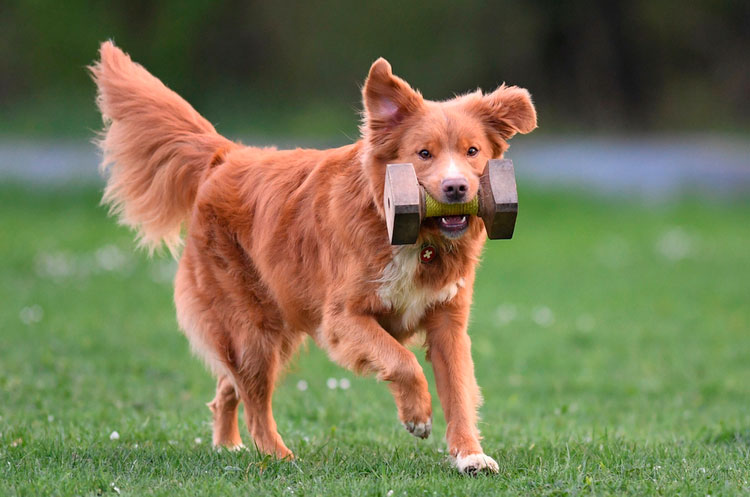 Dressage du Retriever de Nouvelle-Écosse