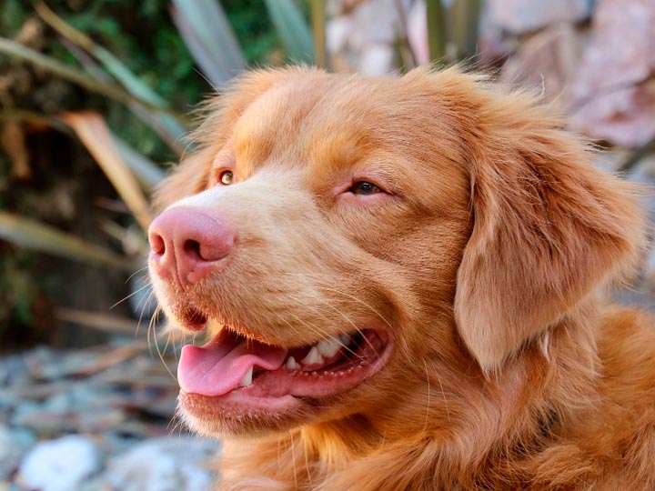 Récupérateur de Novoshotlandski-2 À quoi ressemble un Retriever de la Nouvelle-Écosse ?