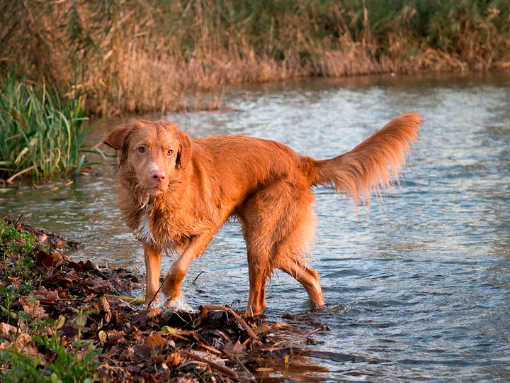Récupérateur de Novoshotlandski-4 Retriever de Nouvelle-Écosse appelant les canards