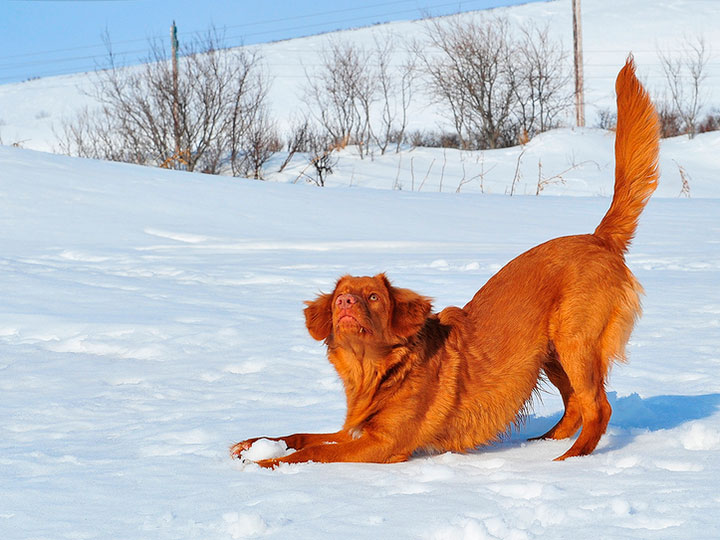 Récupérateur de Novoshotlandskij-5 Retriever de Nouvelle-Écosse dans la neige