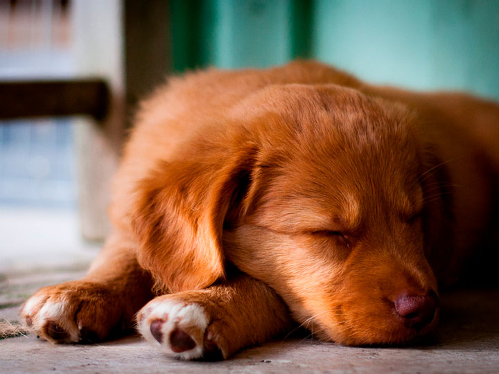 Récupérateur de Novoshotlandski-6 Combien coûte un Retriever à tolling de la Nouvelle-Écosse ?