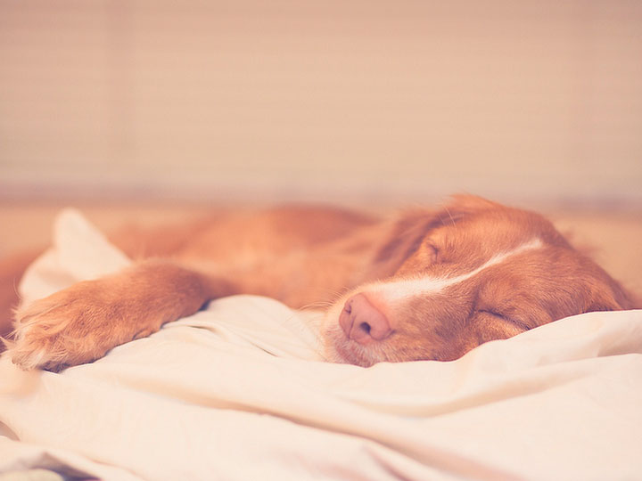 Récupérateur de Novoshotlandski-7 Photo de Retriever de Nouvelle-Écosse