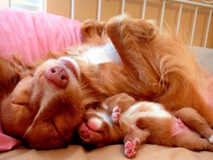 Récupérateur de Novoshotlandskij-8 Retriever de Nouvelle-Écosse dormant