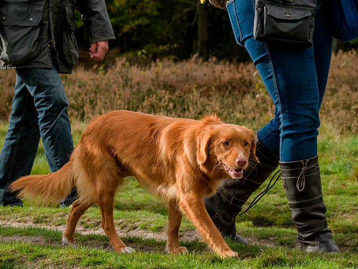 Récupérateur de Novoshotlandskij-9 Retriever standard de la Nouvelle-Écosse