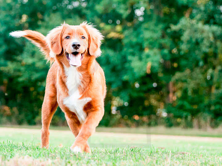 Retriever de Novoshotskland Race de chien Retriever de Nouvelle-Écosse