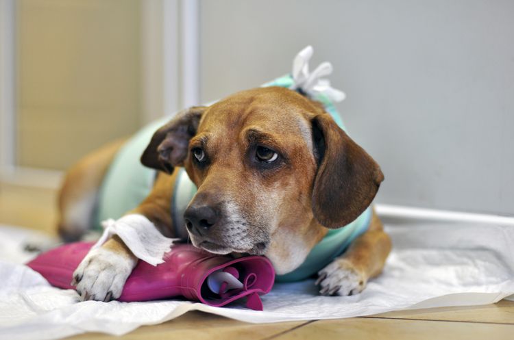 Chien dans une clinique vétérinaire