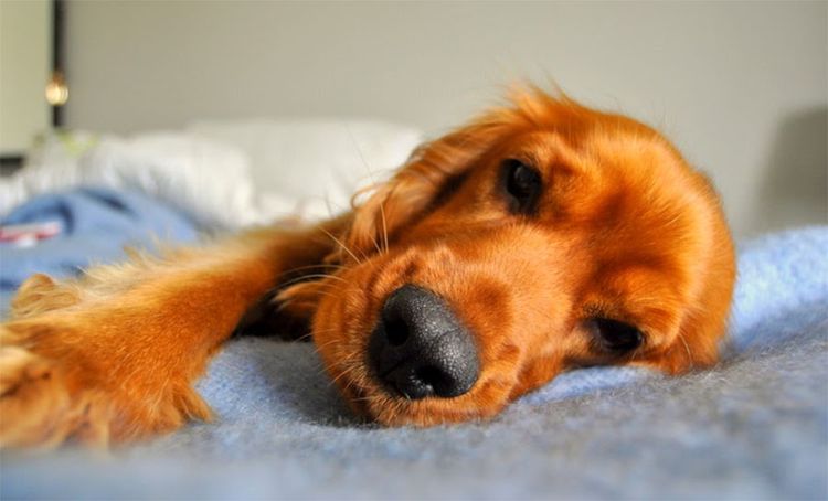 Le spaniel est malade