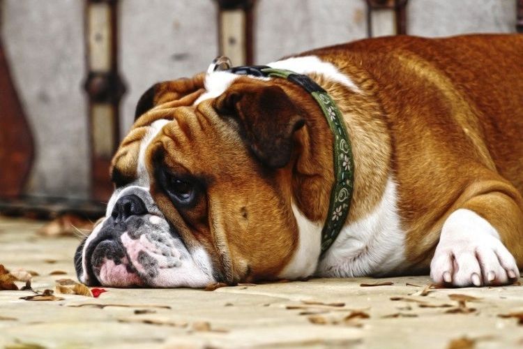 L'apathie chez un chien