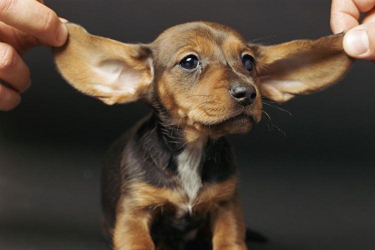 Un chiot aux grandes oreilles