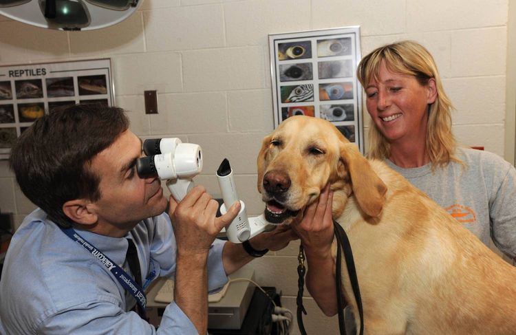 Diagnostic de la cataracte chez un chien