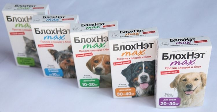 BlokhNet pour chiens