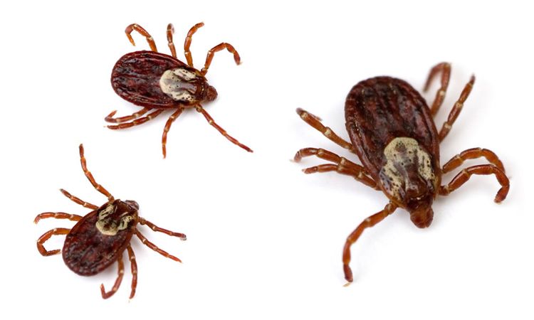 Tique ixodide