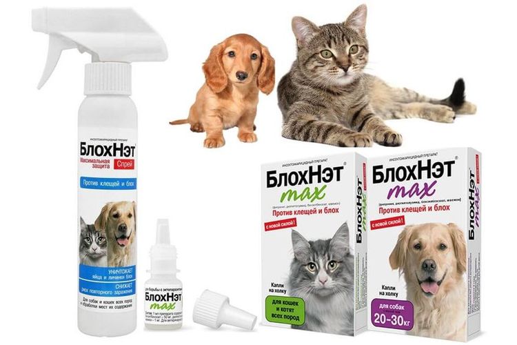 BlokhNet pour chiens