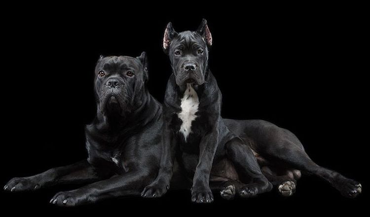 Cane Corso