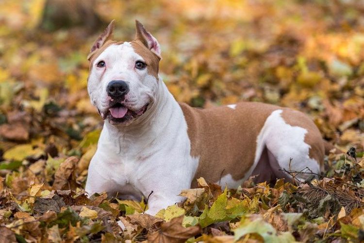Bouledogue américain