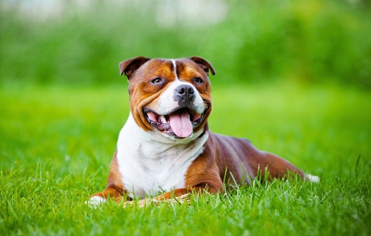 American Pit Bull Terrier