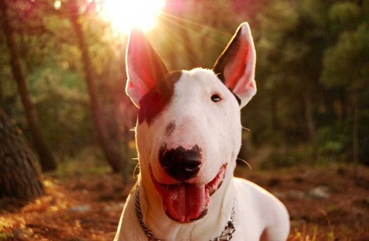 Bull Terrier