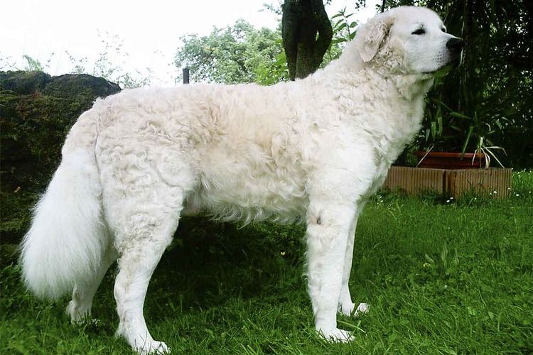 Kuvasz