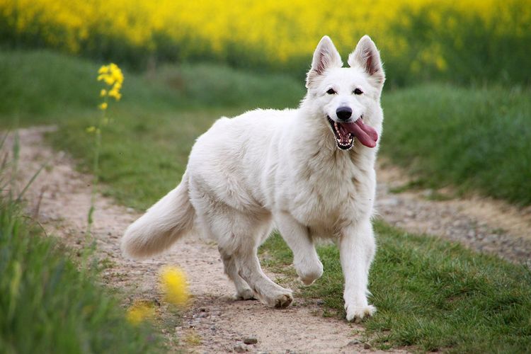 Berger Blanc Suisse