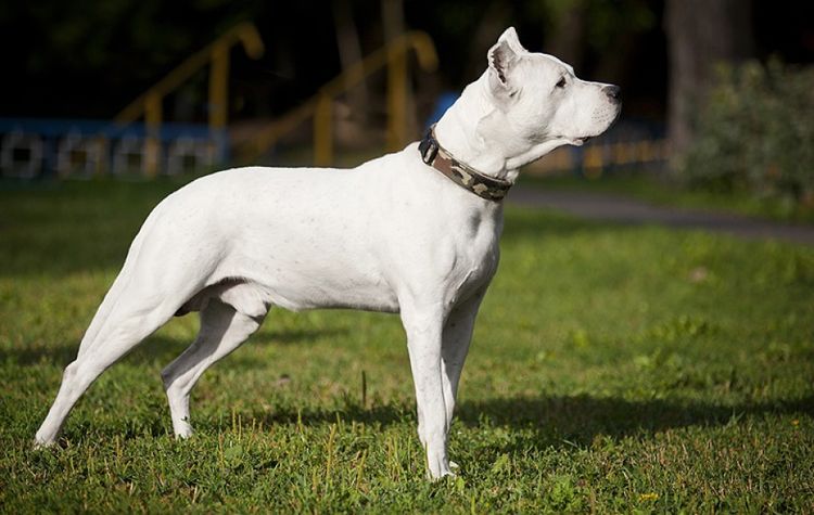 Dogo Argentino