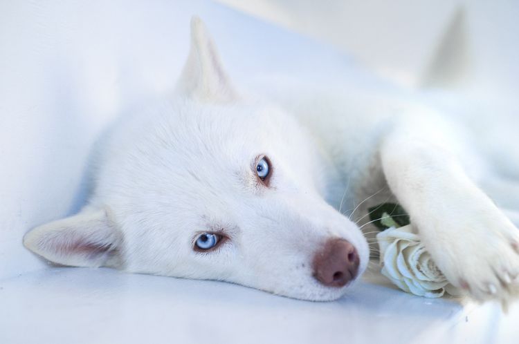 Chien blanc aux yeux bleus