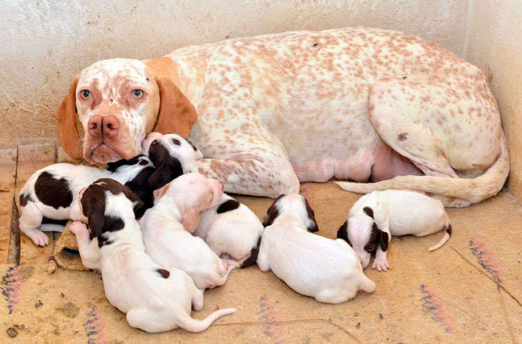 Combien coûte un katalburun ?